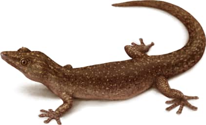Ashy Gecko