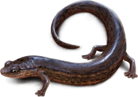 Many-lined Salamander