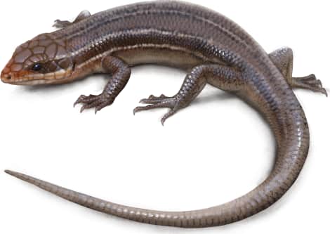 Broad-headed Skink — Female Broad-headed Skink