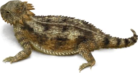 Regal Horned Lizard
