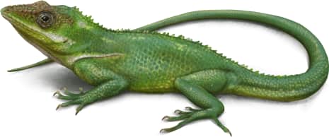 Knight Anole