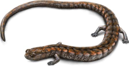 Kern Canyon Slender Salamander