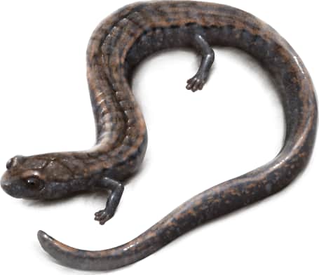 Gregarious Slender Salamander