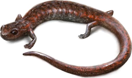 Sequoia Slender Salamander