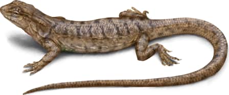 Long-tailed Brush Lizard