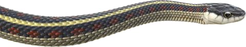 Common Garter Snake — Red-sided Gartersnake