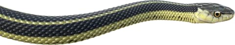 Western Terrestrial Garter Snake — San-Pedro-Martir Garter Snake