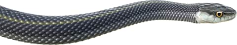 Aquatic Garter Snake — Oregon Aquatic Garter Snake