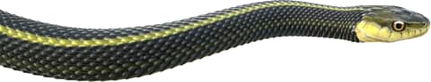 Aquatic Garter Snake — Santa Cruz Garter Snake