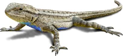 Western Fence Lizard