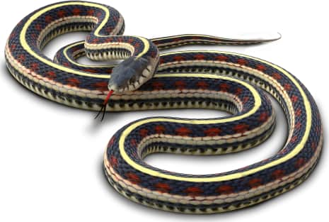Common Garter Snake
