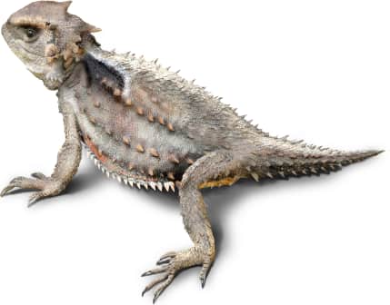 Greater Short-horned Lizard