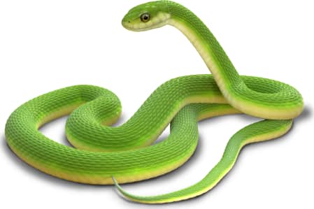 Smooth Greensnake