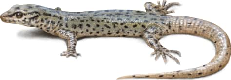 Arizona Night Lizard