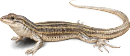 New Mexico Whiptail