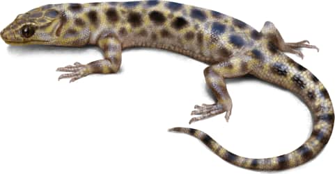 Granite Night Lizard