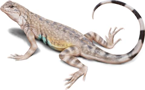 Zebra-tailed Lizard