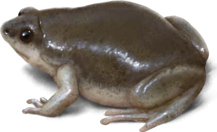 Western Narrow-mouthed Toad