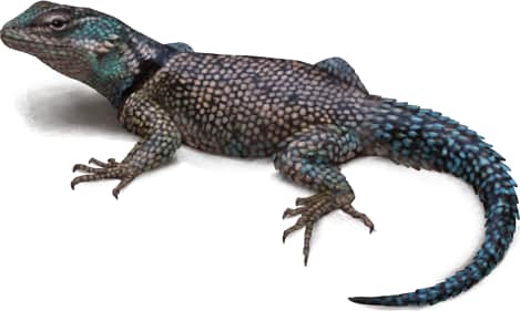 Yarrow's Spiny Lizard
