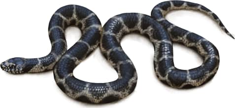 Eastern Kingsnake