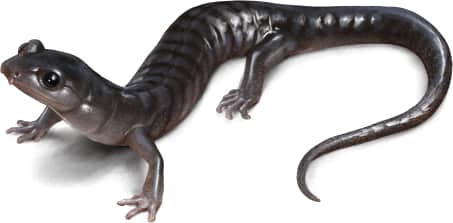 Southern Gray-cheeked Salamander