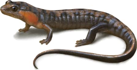 Imitator Salamander