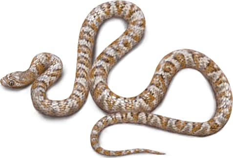 California Lyresnake