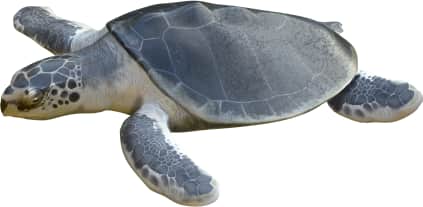 Kemp's Ridley Sea Turtle
