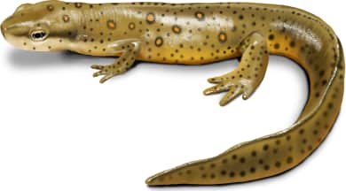 Eastern Newt — Red-spotted Newt