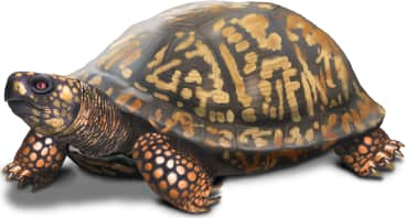Common Box Turtle