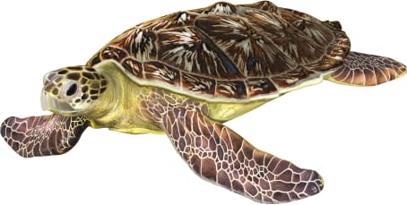 Loggerhead Sea Turtle