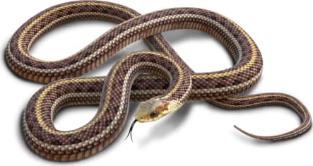Common Garter Snake — Maritime Garter Snake