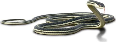 Common Ribbon Snake
