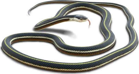 Common Ribbon Snake — Northern Ribbon snake