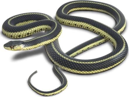 Common Garter Snake — Eastern garter snake
