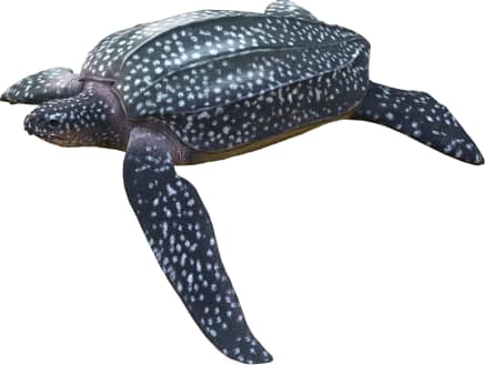 Leatherback Sea Turtle