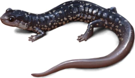 Sequoyah Slimy Salamander