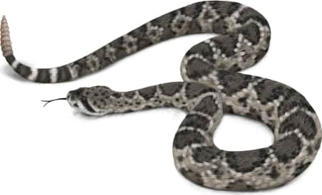 Eastern Diamondback Rattlesnake