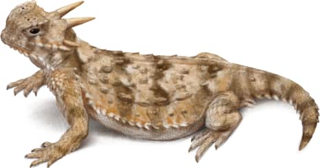 Sonoran Horned Lizard