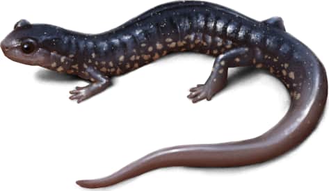 Atlantic Coast Slimy Salamander