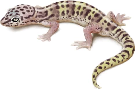 Western Banded Gecko