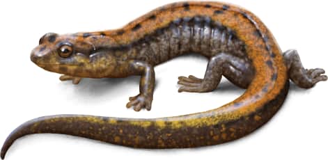 Allegheny Mountain Dusky Salamander