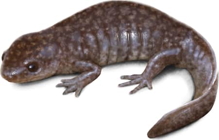 Mole Salamander