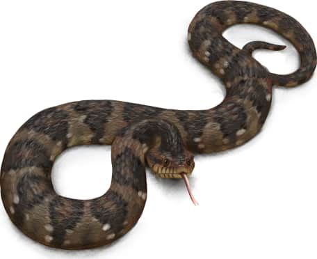 Banded Watersnake
