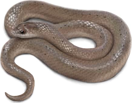 Smooth Earthsnake