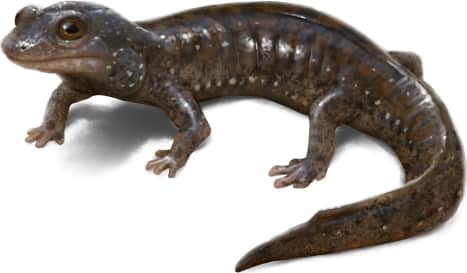 Blue Ridge Blackbelly Salamander