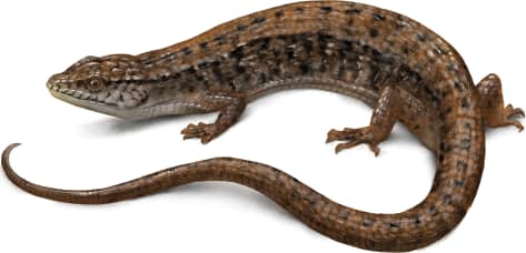 Northern Alligator Lizard
