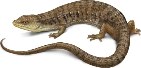 Southern Alligator Lizard — Oregon Alligator Lizard