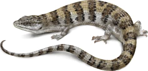 Panamint Alligator Lizard