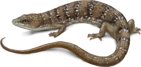 Texas Alligator Lizard